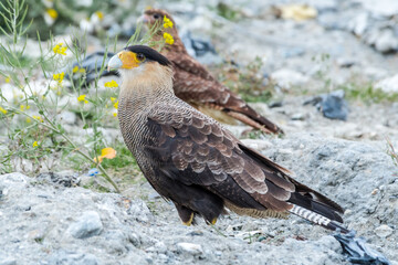 Southern Crested Caracara (Caracara plancus) in Ushuaia area, Land of Fire (Tierra del Fuego), Argentina