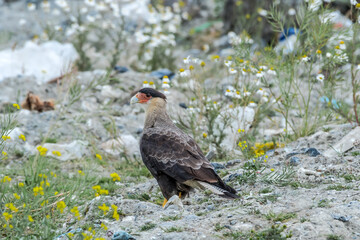 Southern Crested Caracara (Caracara plancus) in Ushuaia area, Land of Fire (Tierra del Fuego), Argentina