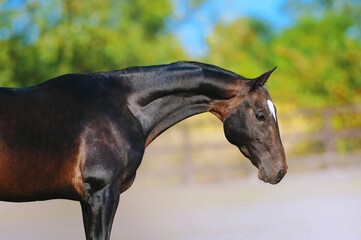 Fototapeta na wymiar Portrait of a beautiful horse of Akhal-Teke breed on a background of green foliage.