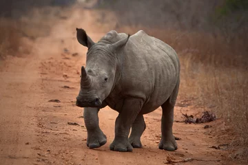 Zelfklevend Fotobehang Rhinoceros in the Kruger National Park © Coerie