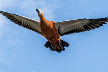 Ruddy Shelduck (Tadorna ferruginea) in park, Moscow, Russia