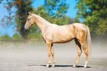 Full-length portrait of the Akhal-Teke salt horse. Young horse posing on blurred background