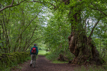 Fototapeta premium Man walking on Scottish road in the woods, bordered by an old wall and big trees. Concept: physical activity and relaxation in a natural environment, travel to Scotland