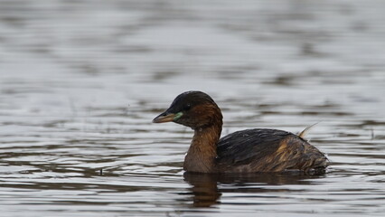 Little grebe (Tachybaptus ruficollis), also known as dabchick, captured in Azerbaijan