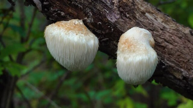 Lion's Mane mushroom on oak tree in the autumn forest. ( Hericium erinaceus )	