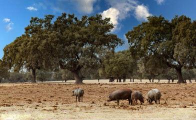 Naklejka premium Herd of pigs in the Spanish pasture
