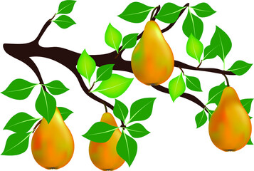 Pears on a branch.