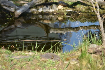 Fototapeta na wymiar Swimming grass snake (Natrix natrix) in the garden pond - Ringelnatter im Gartenteich