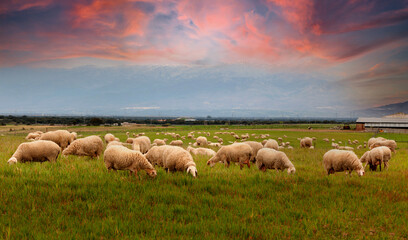 Naklejka na ściany i meble Many sheeps grazing in the meadow