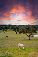 Meadow with two horses grazing