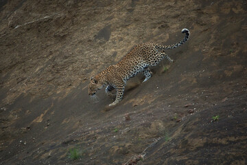 Fototapeta na wymiar Leopard in the wild South Africa