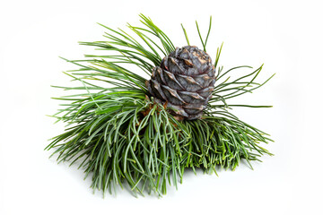 One cone of Siberian cedar on branch with large green needles.