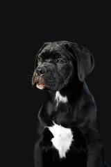 Black puppy Cane Corso on a black background. Portrait of a cute puppy closeup