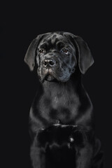 Black puppy Cane Corso on a black background. Portrait of a cute puppy closeup