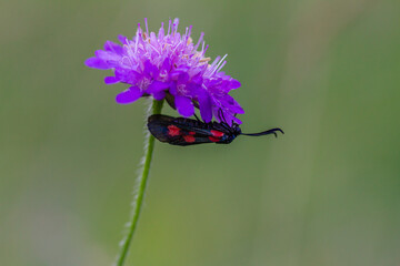 Auvergne 