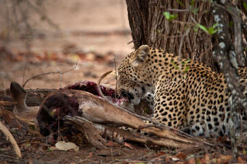 Leopard eating Impale that he hunt