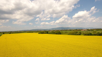 Obraz premium Rapeseed field near Zagreb