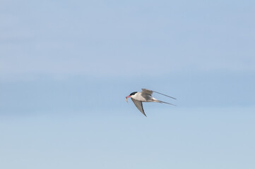 Fototapeta premium Arctic Tern (Sterna paradisaea) in Barents Sea coastal area, Russia