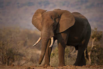 Obraz na płótnie Canvas Big Elephant Bulls in the wild