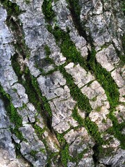 tree texture