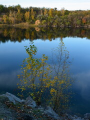The young poplar trees in yellow foliage at the water's edge.
