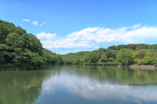 新緑映える八丁湖