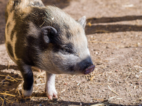 Retrato de un pequeño cerdo vietnamita caminando e la granja