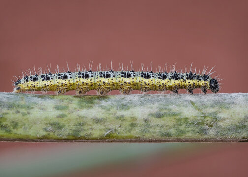 Macro de un gusano peludo de color amarillo y negro caminando sobre una rama