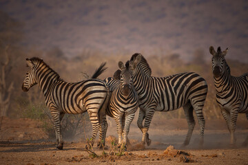 Obraz premium Zebras in the wild