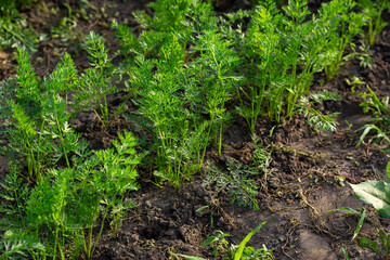 Vegetables carrots growing in the soil