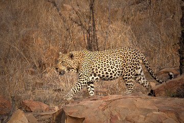 Obraz premium Leopard in the wild South Africa