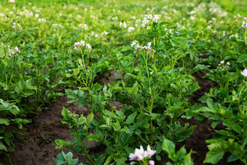 Potato organic plant with flowers field