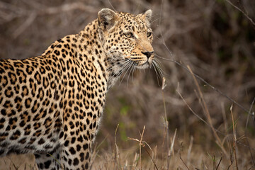 Leopard in the wild South Africa - obrazy, fototapety, plakaty