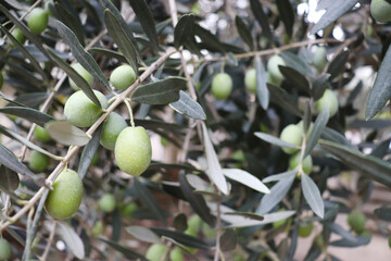Olive tree with olives and leaves.