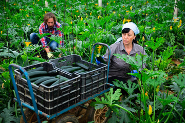 positive adult people collecting marrows in their plantation.