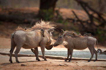 Wharthog's in the wild