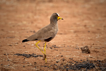 African Wattled Lapwing (Plover)