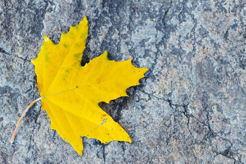 Autumn background. Single yellow maple leaf on granite stone. Loneliness concept. Copy space. Top view