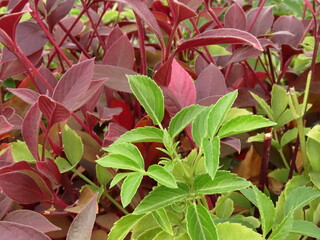 Beautiful plants in the summer park in Israel close-up.