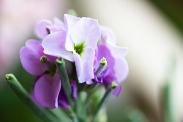 Matthiola incana purple flower left