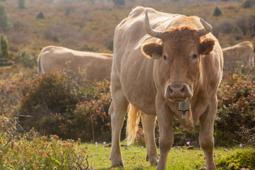 A cow in the nature, looking to the camera