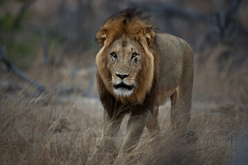Obraz na płótnie Canvas Male lion in the Kruger National Park