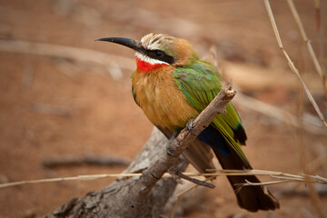 White fronted bee eater bird