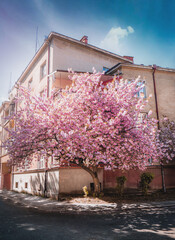 blossoming tree old house in spring