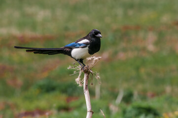 Black-billed Magpie (Pica hudsonia) at Chowiet Island, Semidi Islands, Alaska, USA