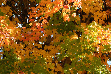 autumn leaves background