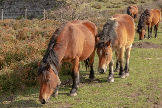 Four brown horses in the nature