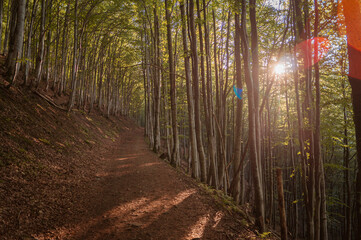 path in the forest