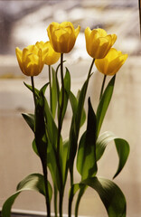 Yellow tulips on the background of the window during the day. Close-up view.