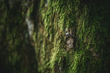 tree in the forest ring